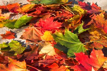 Yellow, green and red tree autumn leaves and berries frame composition on old wooden background. Great season texture with fall mood. Nature september and october background. Copy space, top view.