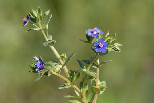 Macrophotographie de fleur sauvage - Mouron bleu - Anagallis caerulea