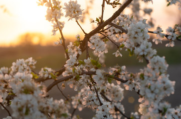 Very nice blooming on the sunset