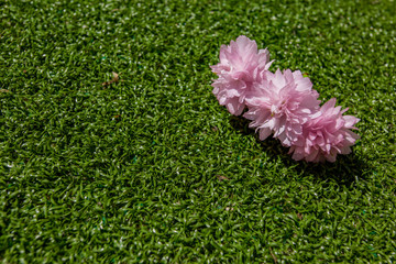 Naklejka premium pink flowers on a green background