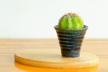 mini Melocactus curvispinus cactus plant in ceramic pot on wooden table top,white concrete background