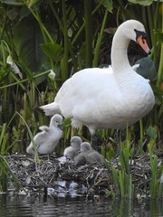Mama łabędź z młodymi w gnieździe.  © Rafal