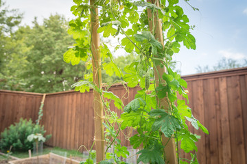 Organic backyard garden with wooden fence and growing bitter melon plant flower yellow fruits