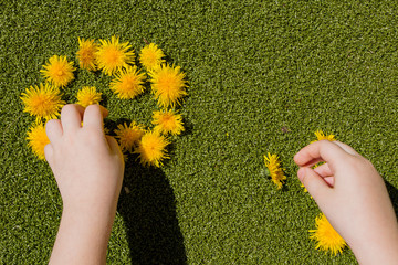 child's hands play with flowers