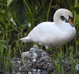 Mother swan in the nest with three little swans © Rafal