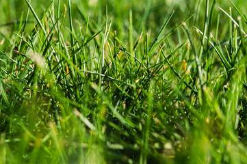 spring green grass background
