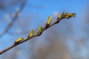 spring trees