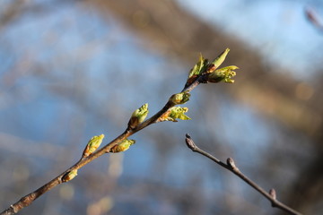 spring trees