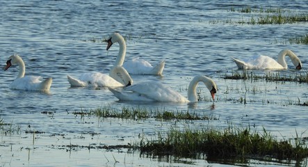 A group of white swans on the water