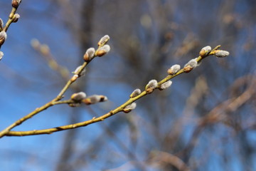 spring trees