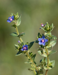 Macrophotographie de fleur sauvage - Mouron bleu - Anagallis caerulea