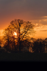 Baumsilhouette im Sonnenuntergang 