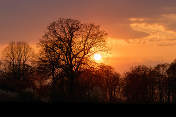 Fototapeta premium Baumsilhouette im Sonnenuntergang 