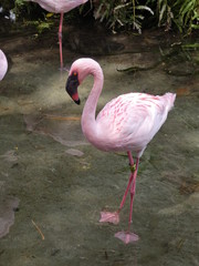 pink flamingo in water