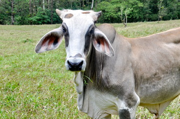 Brahman Bull in a farm field in Costa Rica.
