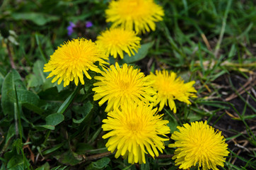 yellow spring flowers. Beautiful dandelions on a sunny day.