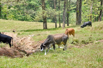 Brahma bulls with Cattle Egrets in a farm field in Costa Rica