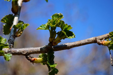 Blossomed currant leaves, leaves close-up, currants in the village in the garden, background