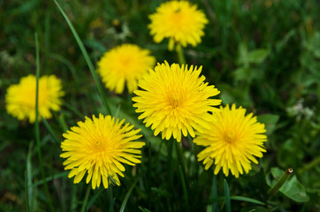 yellow spring flowers. Beautiful dandelions on a sunny day.