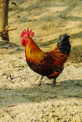 The Cock Looking For Something