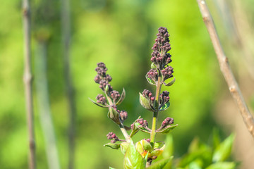 Lilac flower bud. Garden in early spring.