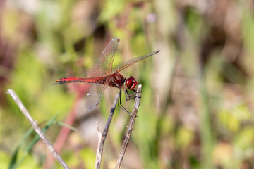 Macrophotographie de libellule - sympetrum rouge (sympetrum sanguineum)