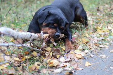 Rottweiler