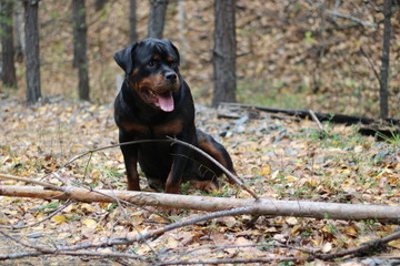 Rottweiler