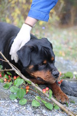Rottweiler