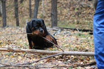 Rottweiler