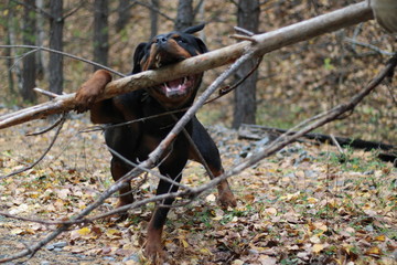 Rottweiler