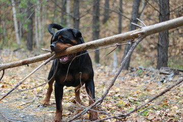 Rottweiler