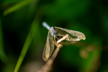 green grasshopper on a branch