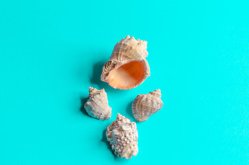 Sea shells on a pastel blue background. Summer concept, tourism, flat lay, copy space, top view.