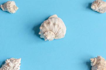 Sea shells on a pastel blue background. Summer concept, tourism, flat lay, copy space, top view.