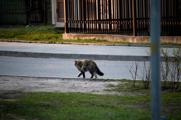 cat casually walking through street © Kamil
