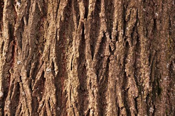 The bark of a tree is brown.