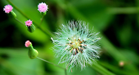 flower of a thistle