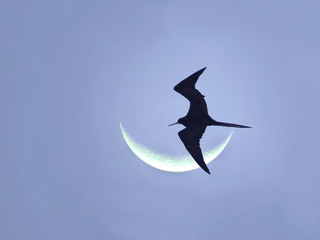 Seabird flying with the moon at the background