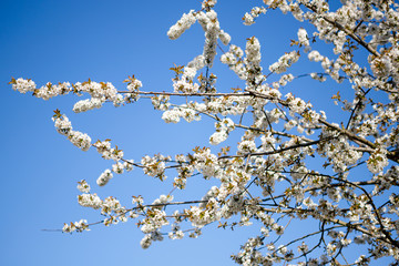 Apfelblüte , blauer Himmel