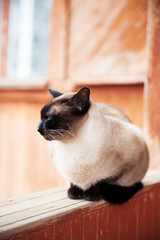 Siamese cat on   background of wooden house.
