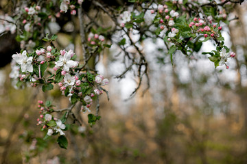 Apfelblüte, Frühlingsfarben 