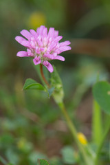 Macrophotographie de fleur sauvage - Trèfle renversé - Trifolium resupinatum