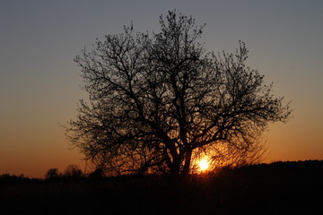 Fototapeta na wymiar Drzewo,słońce,krajobraz,przyroda,wieś.