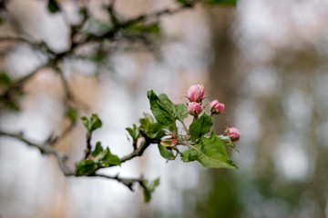Apfelblüte, Frühlingsfarben 