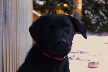 black dog staring into camera on a leash