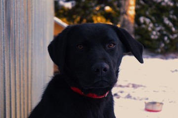 black dog staring into camera on a leash © Kamil