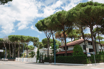 Streets of Italy. Italian house. Tree and roof and  in sunny day. Old area. Italian view. Walking in sunny day. Street of city. Summer time in Europe. Life in seaside town. Urban landscape. Travel.