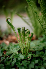 Farn, Farne, close-up