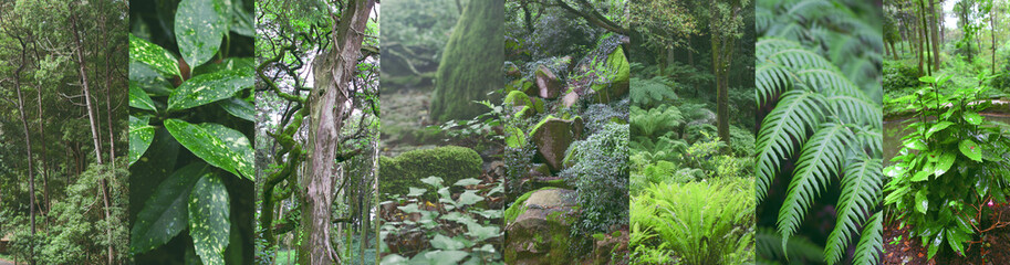 Green forest after rain images, photo collage with greenery and tropical plants and leaves.